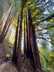 Hike: Pursima Redwoods